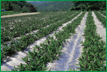 野菜のいろいろ「金時草」－月報 野菜情報－2011年11月