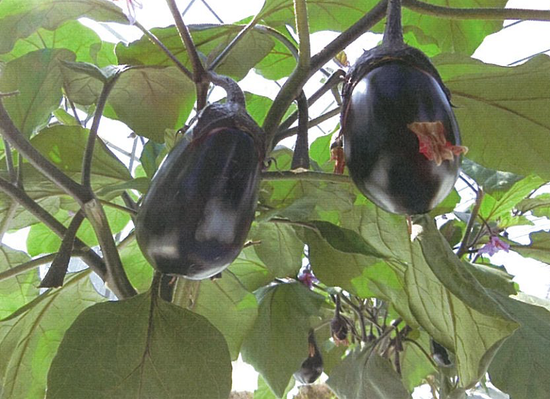 大阪府 :: なすの主な産地 :: 野菜の生育・出荷等動向 :: ベジ探