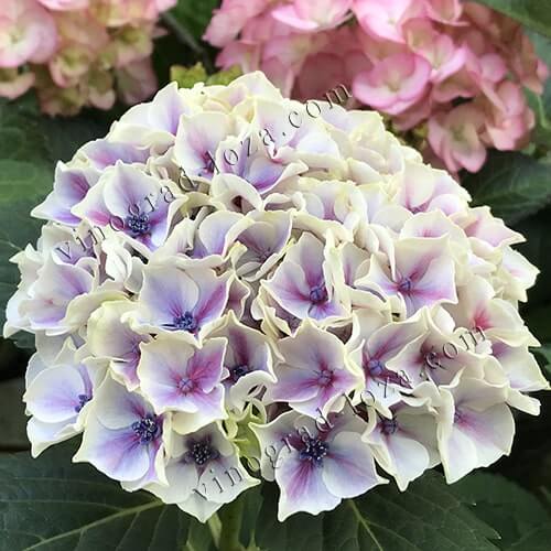 Гортензія Саксон Кенди Харт: купити саджанці в Харкові | Vinograd-Loza