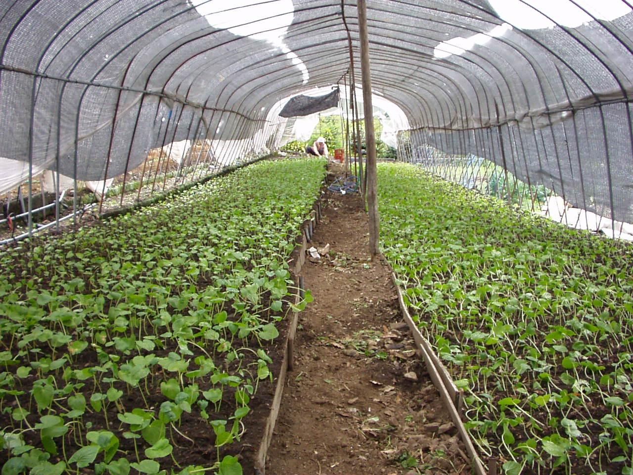 わさび苗 5束（50本） - 静岡市有東木で400年続く日本最古のわさび農家