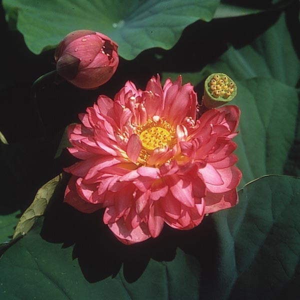 Nelumbo 'Momo Botan' - Dwarf Lotus