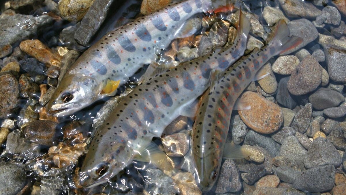 渓流エサ釣り入門】最初の1尾への近道！ヤマメ・イワナに出会う「最短