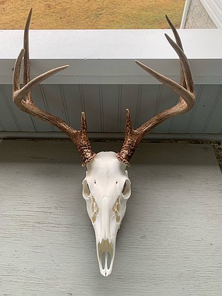 Deer hunting: Hangfire spoils Triple Trophy Award bid | The