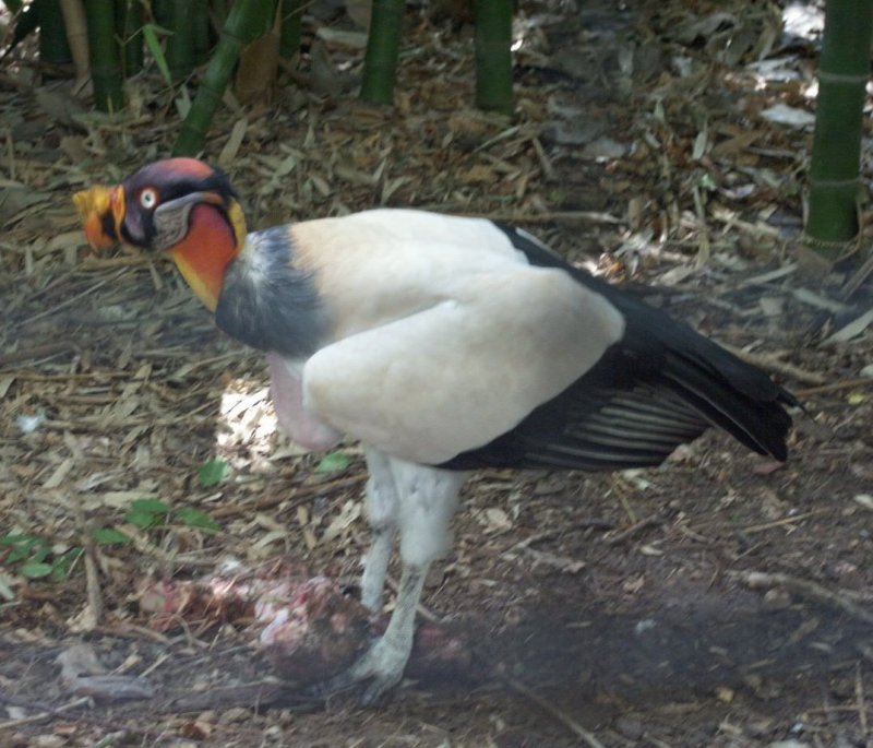 King Vulture: WhoZoo