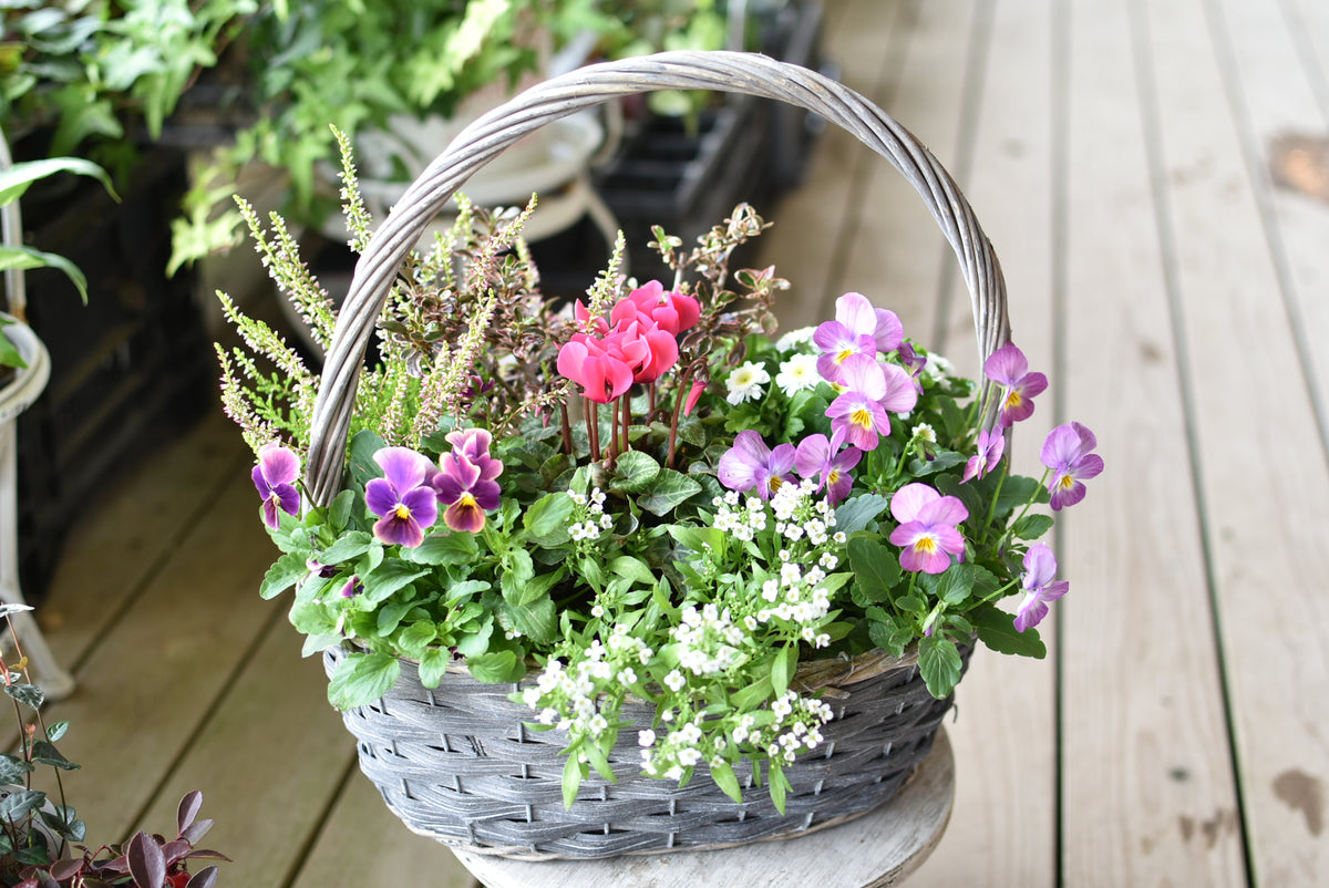 11月の寄せ植え便の内容例 – 風の丘ガーデン