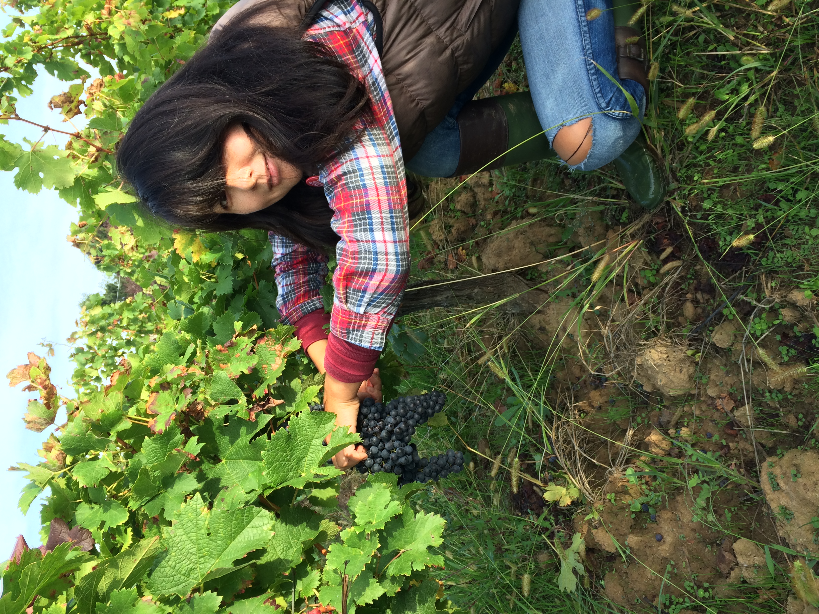 ボルドー》シャトー・ジンコ 2021 | wine&～くらしを彩るワイン&リカー