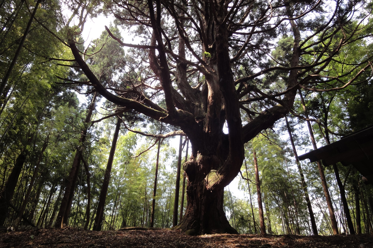 Fujiko@ 140キロ 7箱 コナラ 能登杉 上田子諏訪の大杉|巨樹名