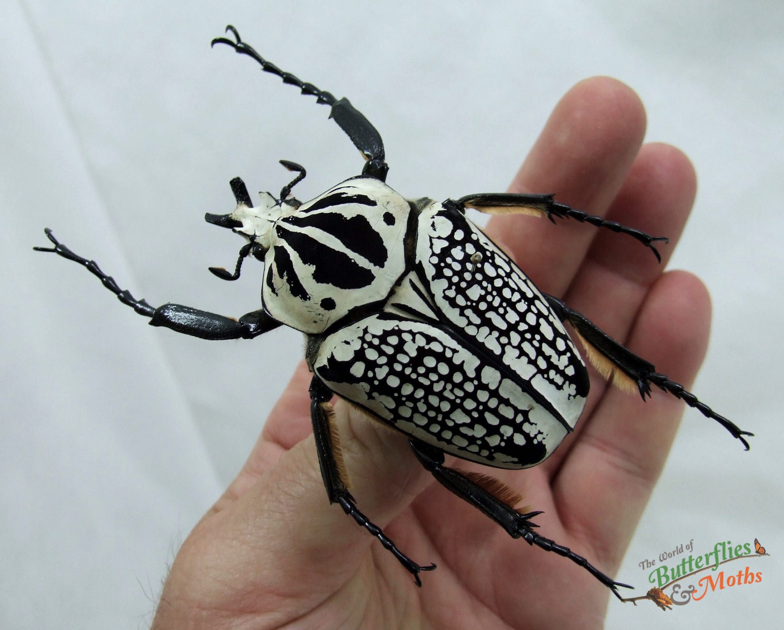 Goliathus orientalis meleagris 95mm+ D.R. CONGO - World of