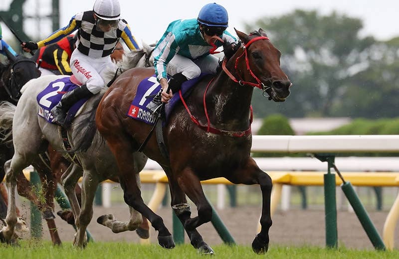 ロマンチックウォリアー（Romantic Warrior） | 競馬データベース