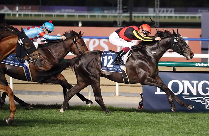 シャフリヤール（Shahryar） | 競馬データベース | JRA-VAN World