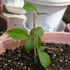 グミの木を挿し木で増やす｜果樹栽培記録