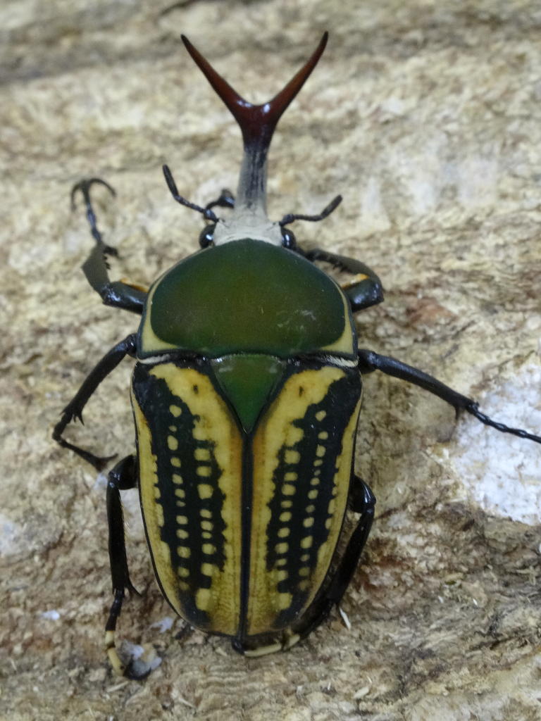 ハリスサスマタカナブン WD 46ミリペア - クワガタ横丁