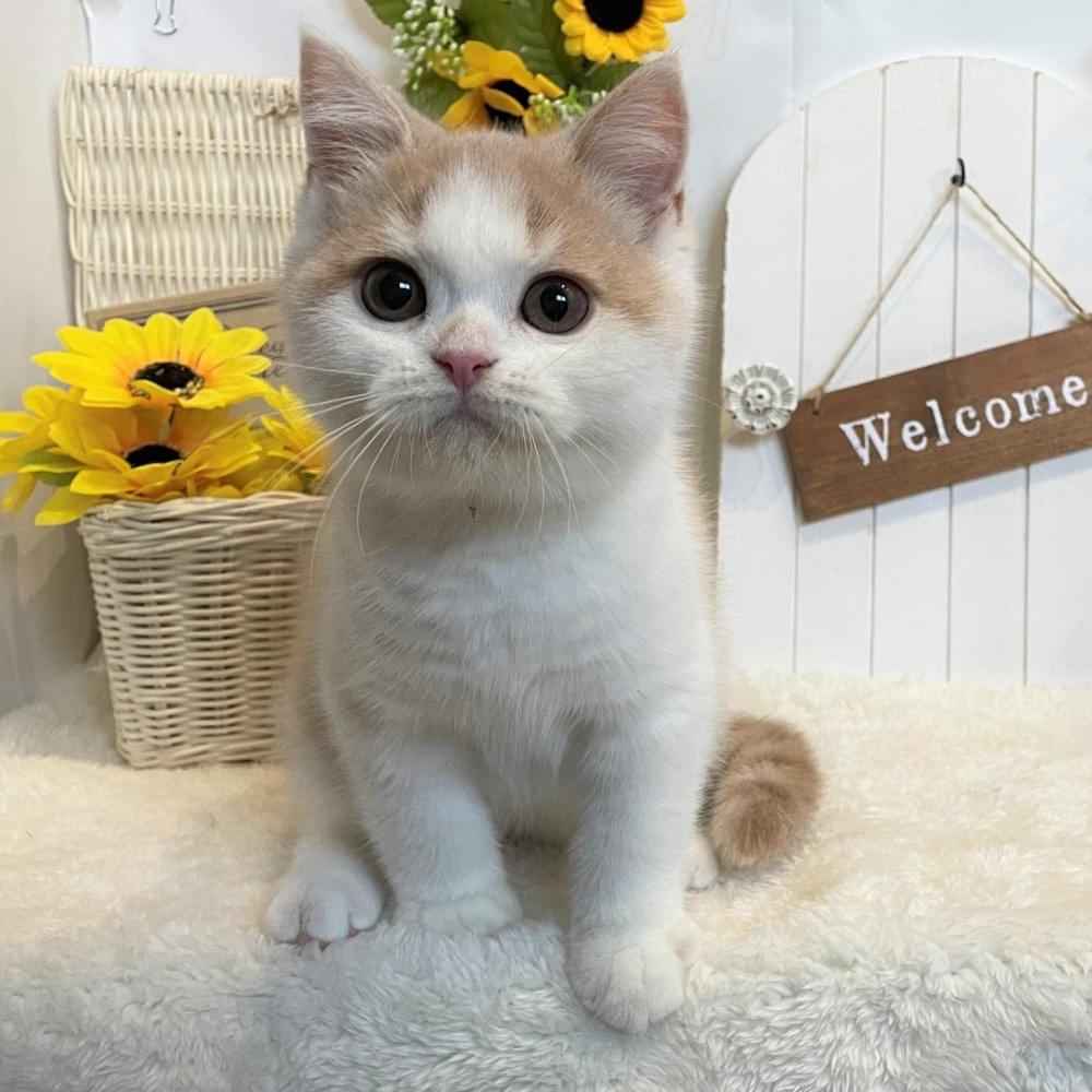 Coco Ange（ココアンジュ）｜ギャラリー｜内観や仕上がり後のネコ