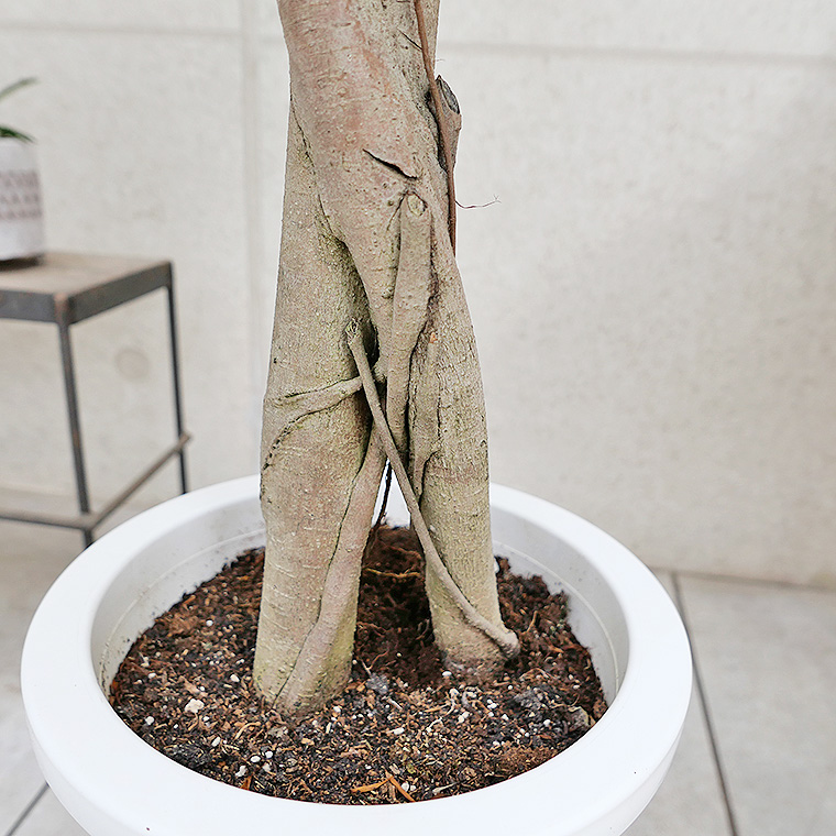 パンダガジュマル-032 8号鉢 観葉植物と植木鉢の専門店cocolate