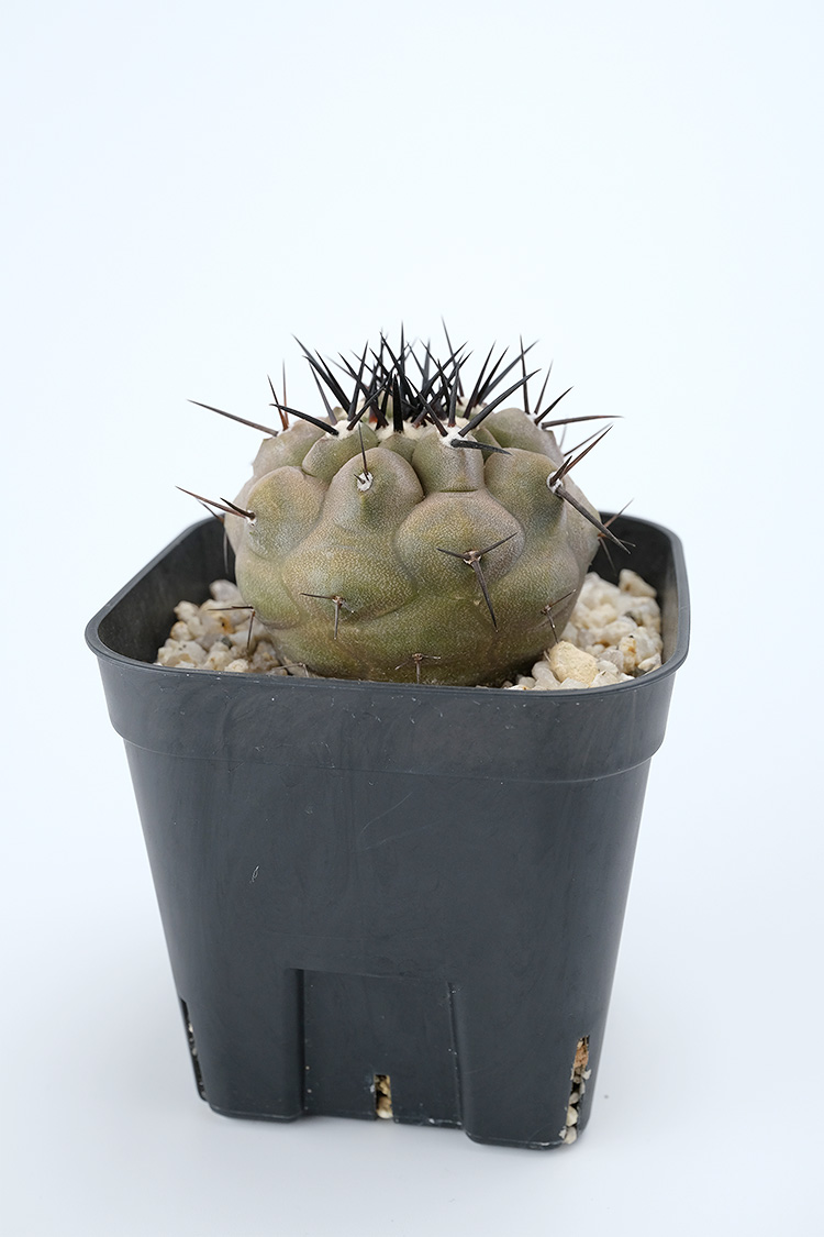 PLANTS：黒王丸 {pr042601}｜copiapoa