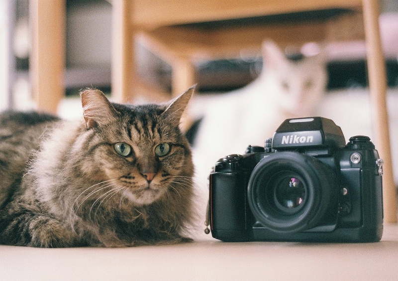 安くて良く写るフィルムカメラ Nikomat FTN【猫撮影レビュー】｜カメラ