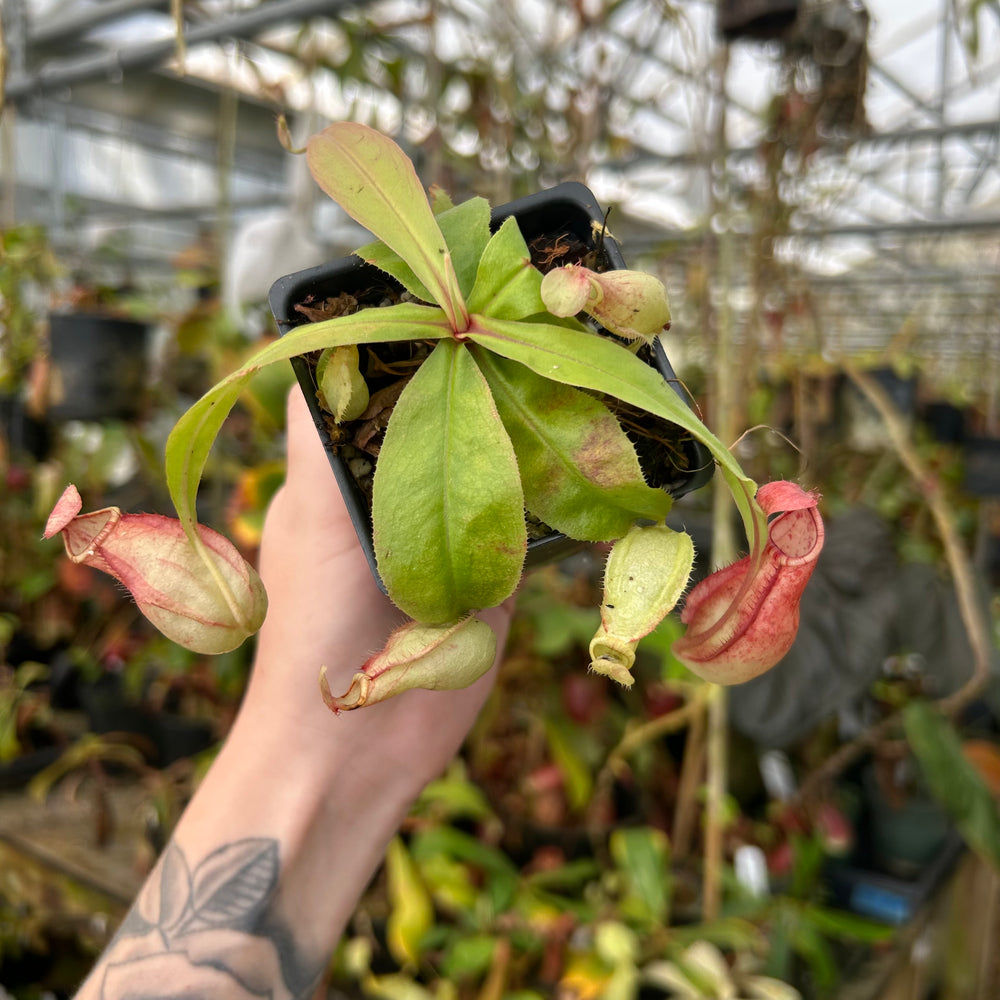 Nepenthes 