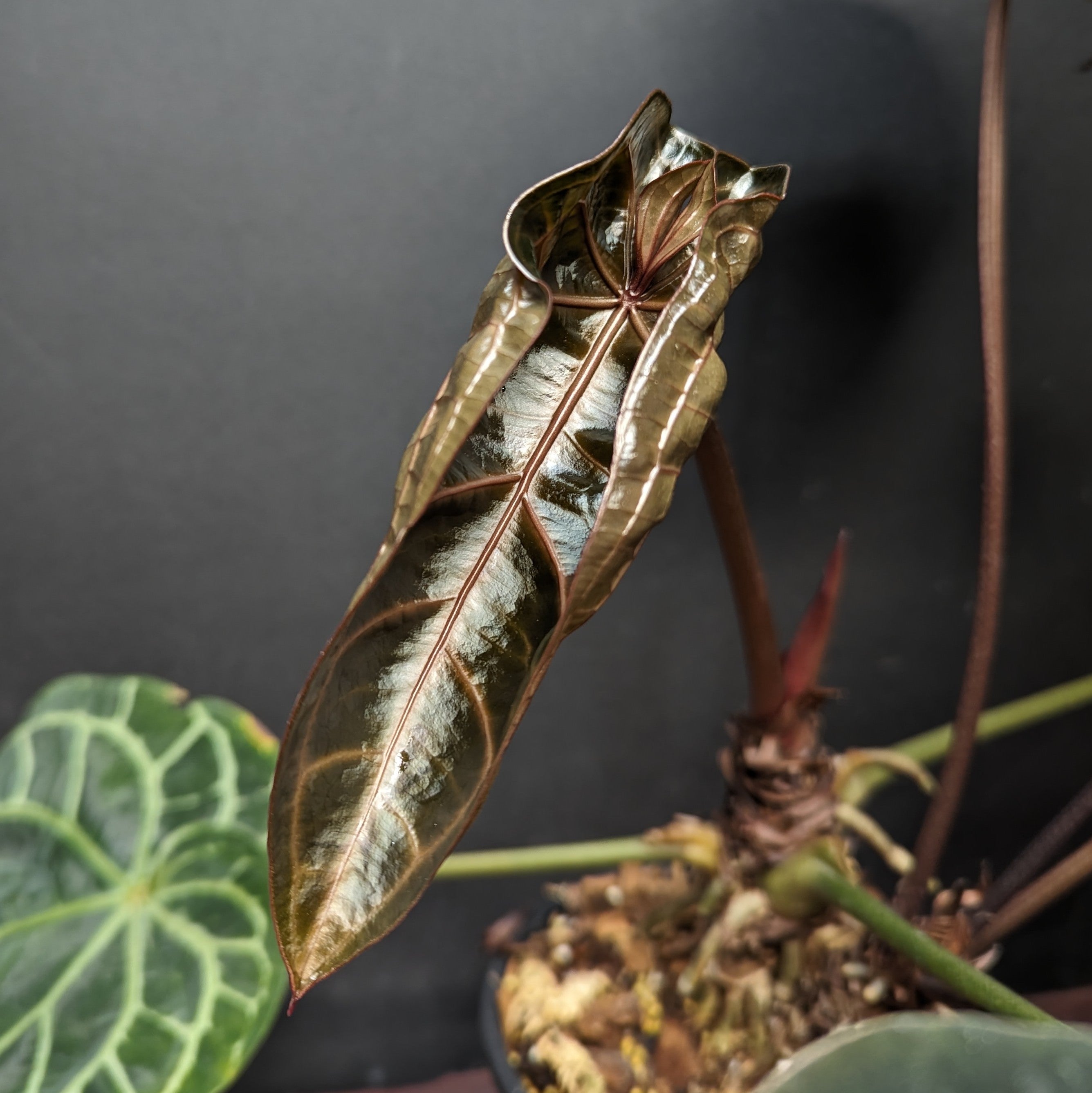 Anthurium Zara x Michelle F2, CAR-0357 – Carnivero