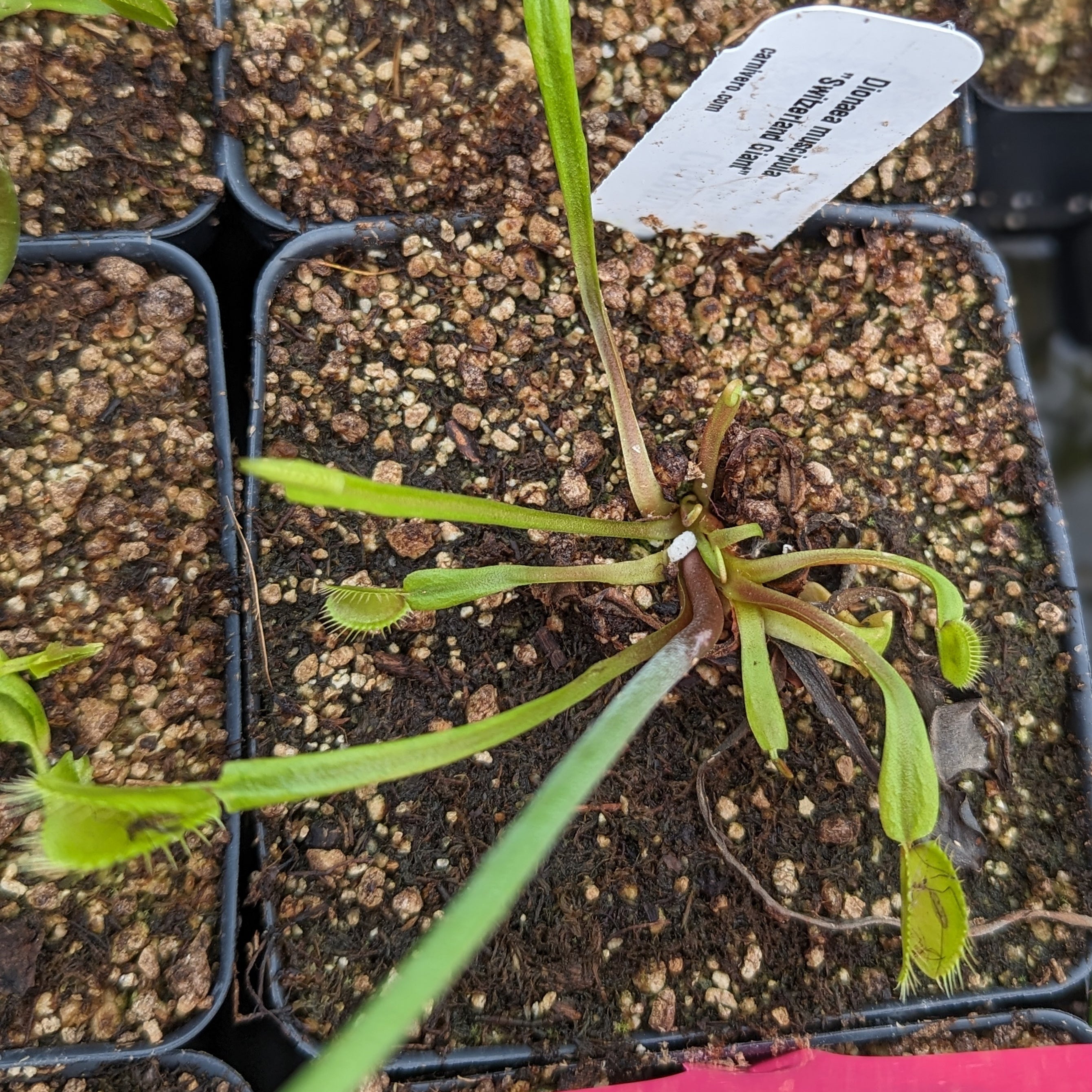 Venus Flytrap- Dionaea muscipula 
