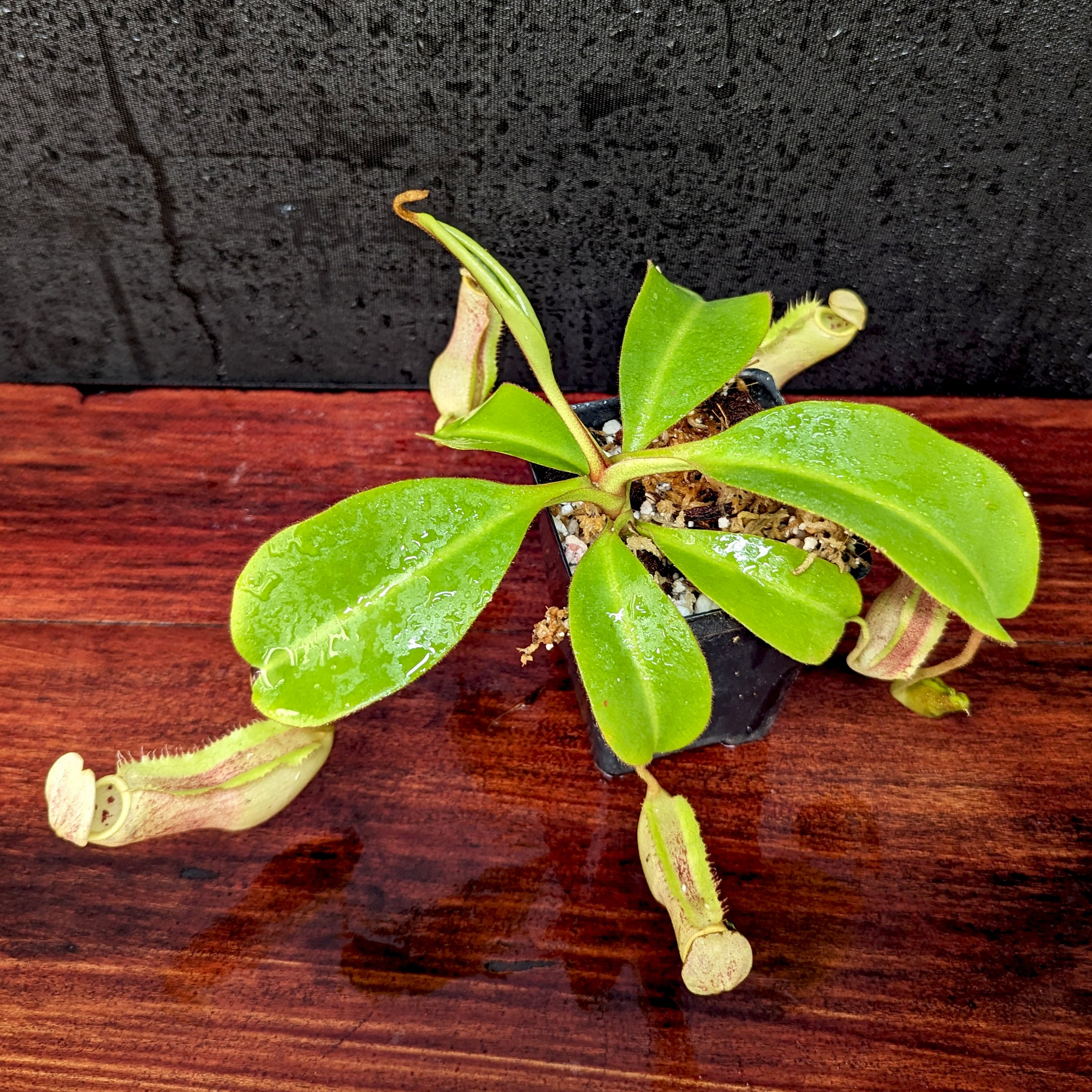 Nepenthes (spectabilis x lowii) x clipeata, CAR-0265 – Carnivero