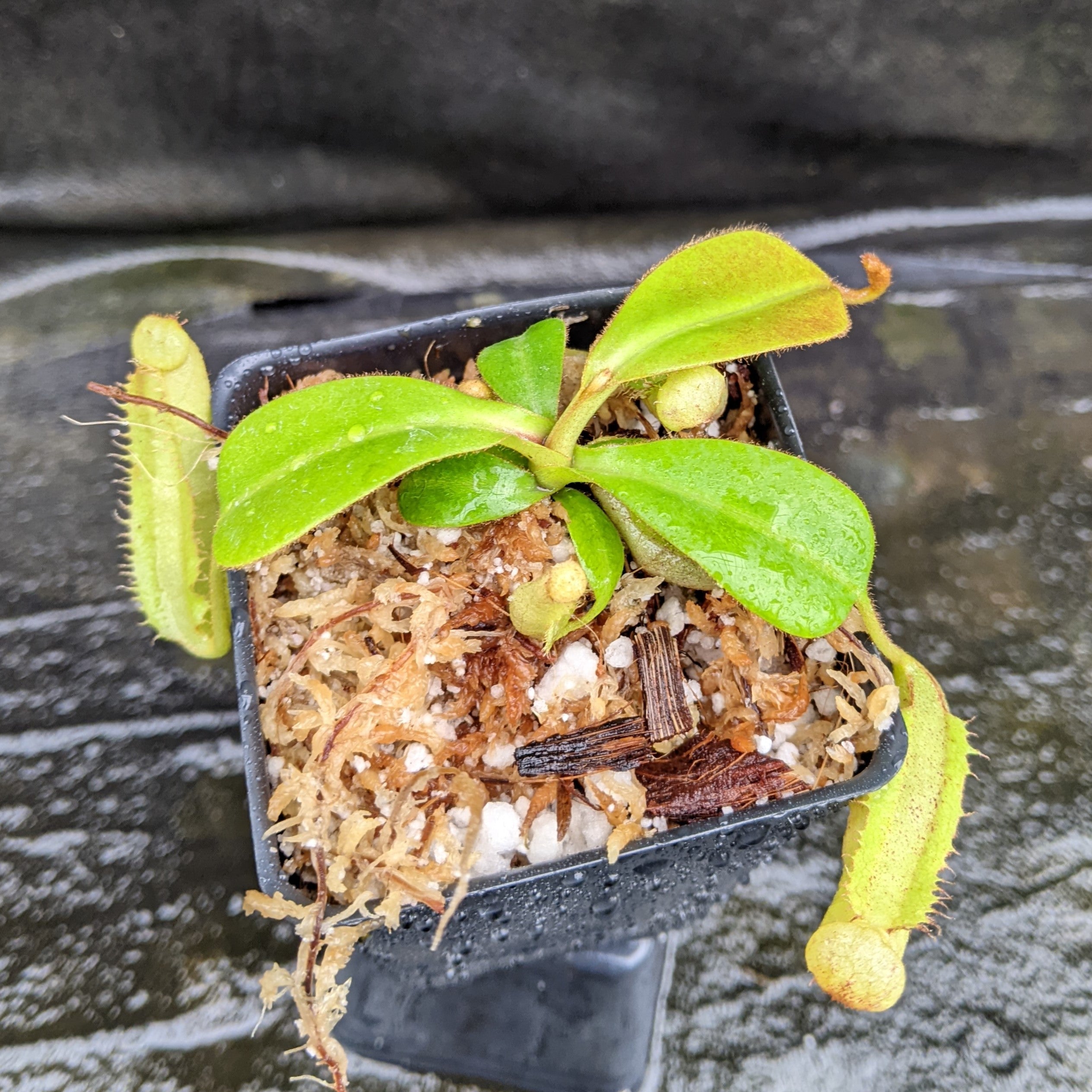 Nepenthes (spectabilis x lowii) x clipeata, CAR-0265 – Carnivero