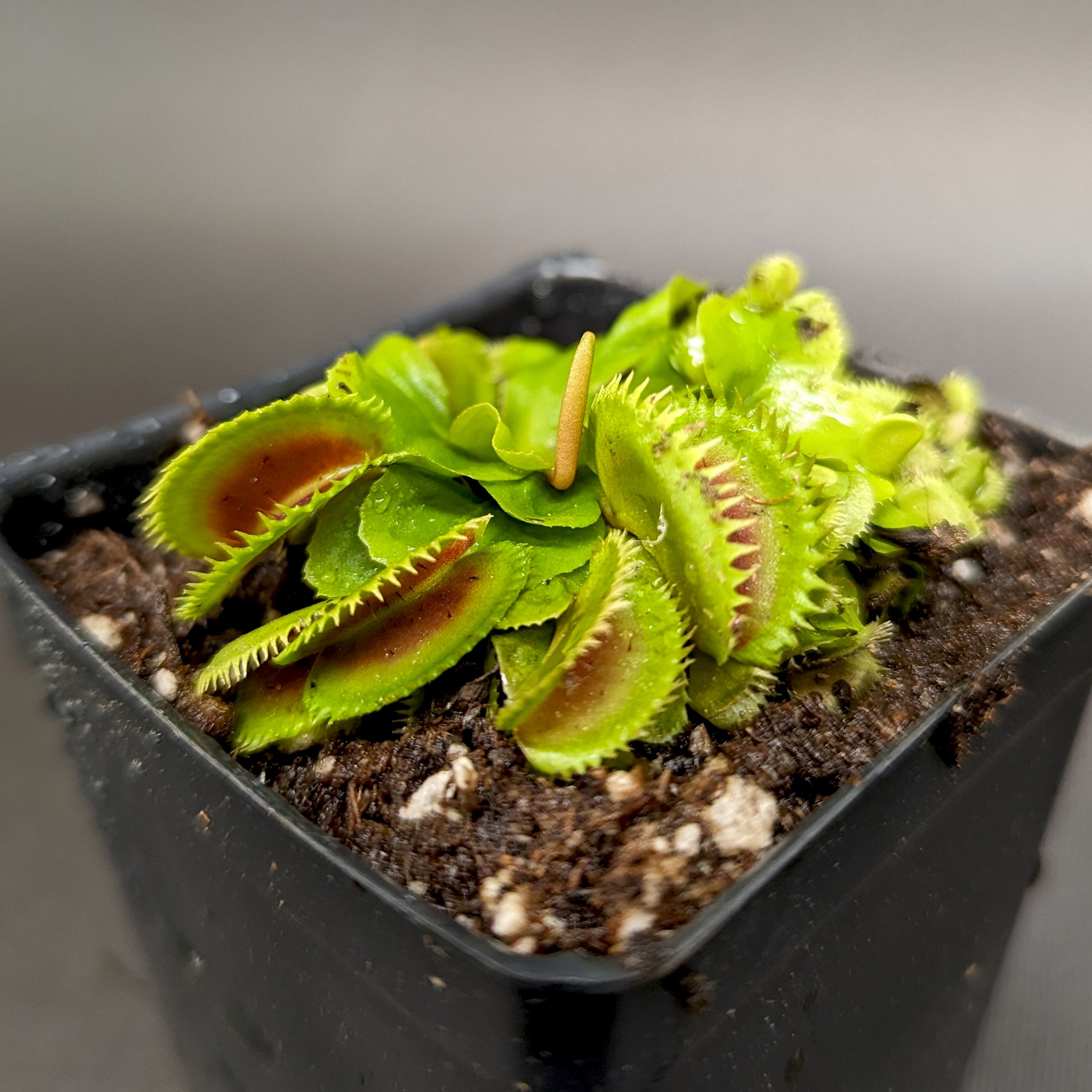 Venus Flytrap- Dionaea muscipula 