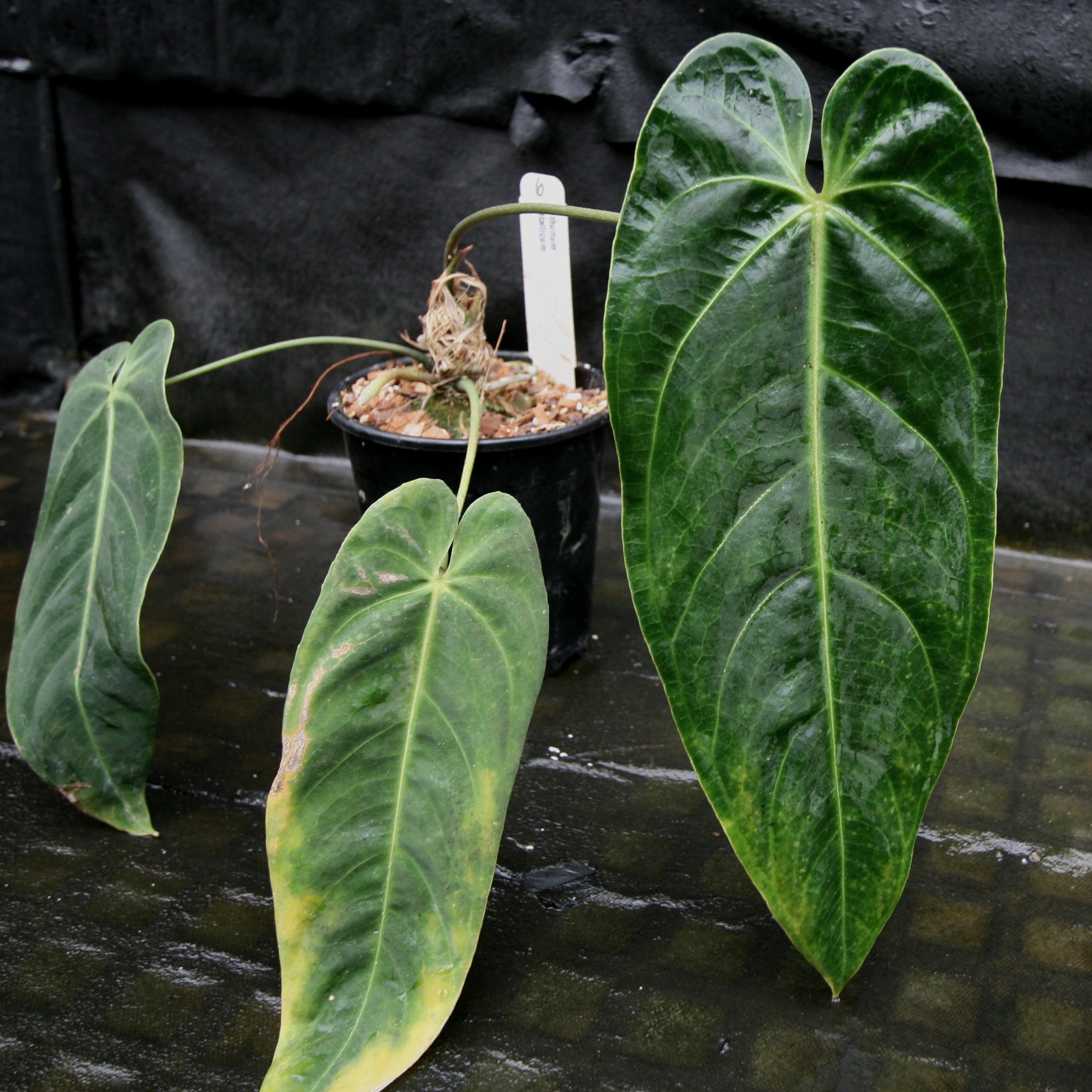 Anthurium metallicum - Exact Plant – Carnivero