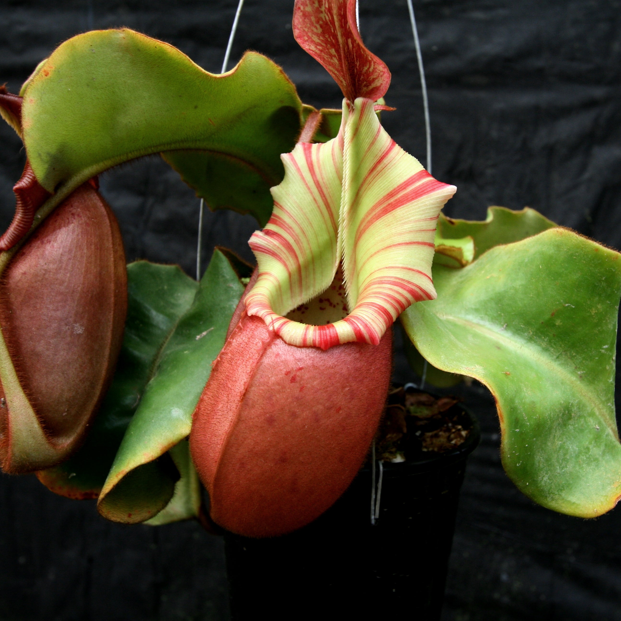 Nepenthes veitchii (