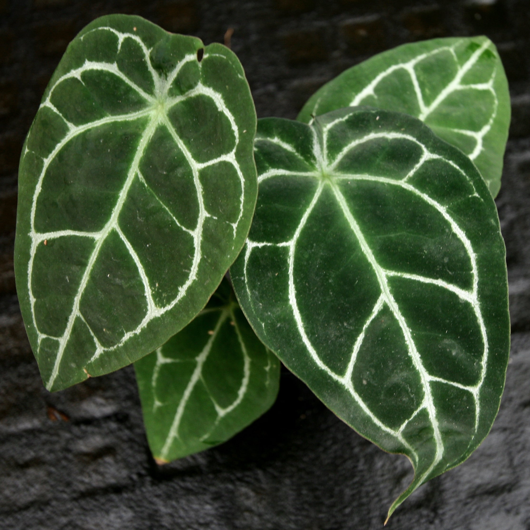 Anthurium crystallinum 'Dark' x forgetii Silver, CAR-0238 – Carnivero