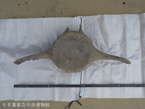 クジラの骨？ 海で拾ったバカデカい骨 クジラの骨？ 海で拾った