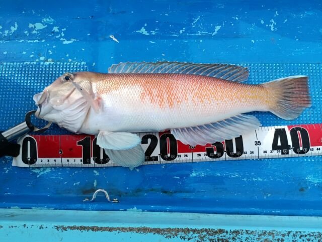 2026年2月最新】恵比寿丸（大阪府）の最新釣果情報