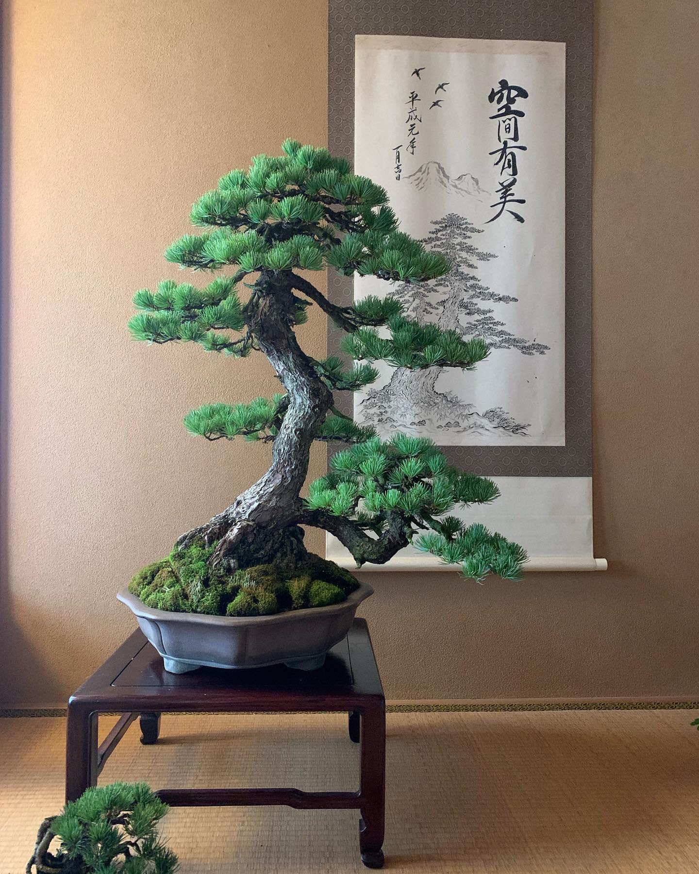 吾妻五葉松に魅了される!／福島市公式ホームページ