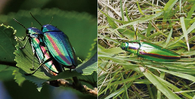 ふるさとビジター館 いちはら自然探訪 ～玉虫（タマムシ）～ - 地域