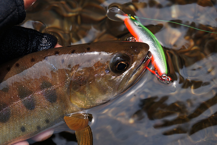 CASKET バルサトラッド 2色セット CASKET バルサトラッド 2色セット