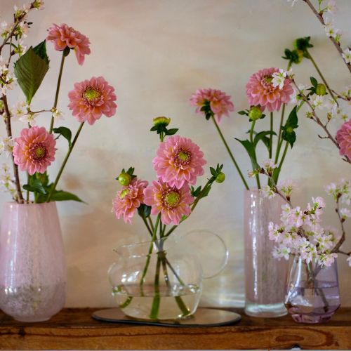 産直】日光園芸のミニダリア「ホットピンクオセロ」10本 | 青山