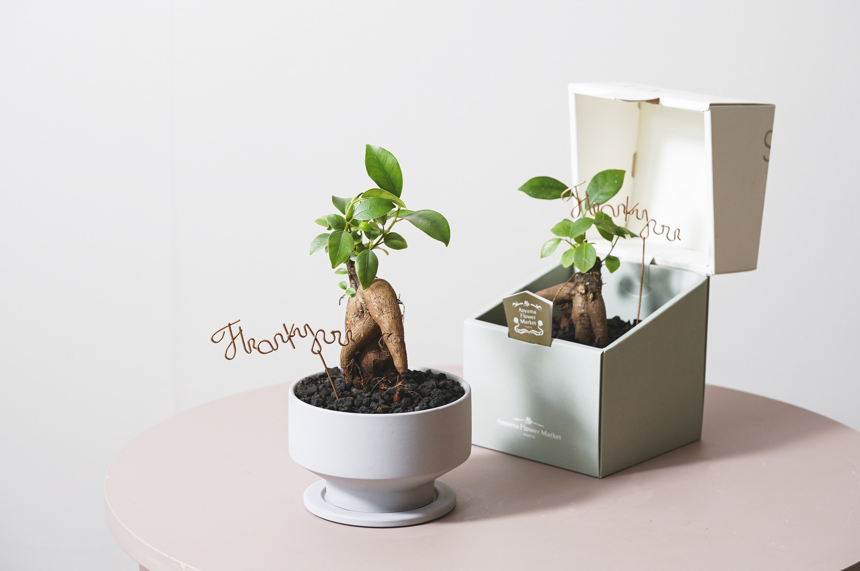 ユニークな姿が特徴的なガジュマル(Gray)「Thankyouメッセージピック