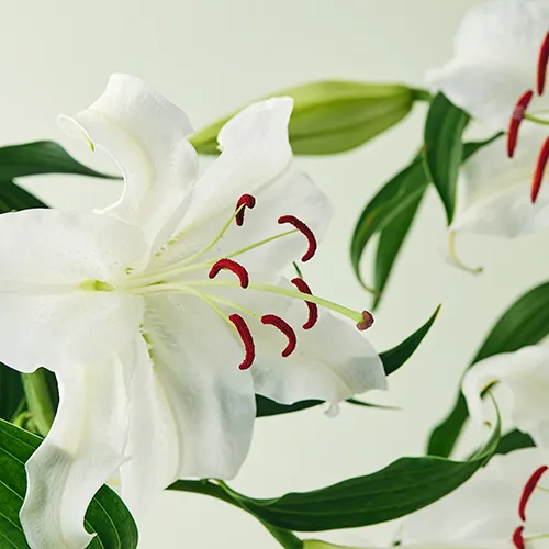 ゴージャスで濃密なカサブランカの香り Original Eau de toilette