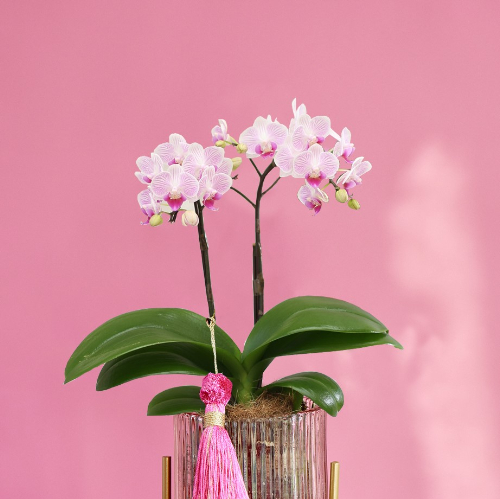 開花優秀株（開花写真追加）】胡蝶蘭原種 テトラピスコブラ'ウィルソン