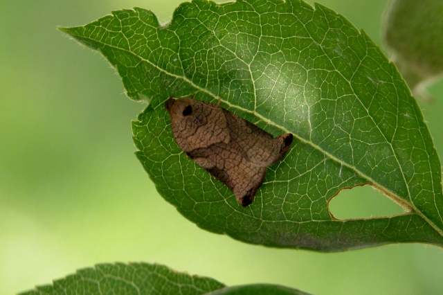 りんごの害虫 | 地方独立行政法人 青森県産業技術センター