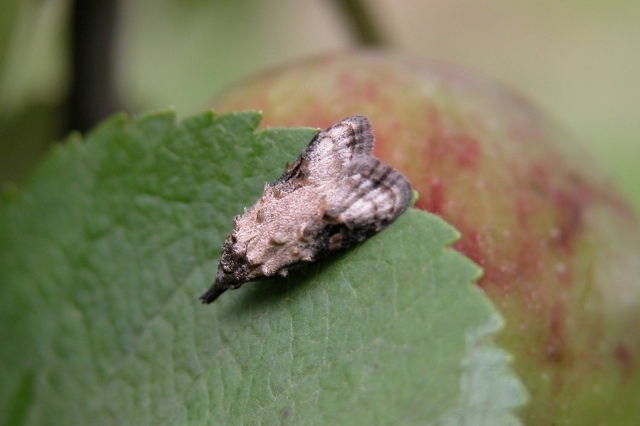 りんごの害虫 | 地方独立行政法人 青森県産業技術センター