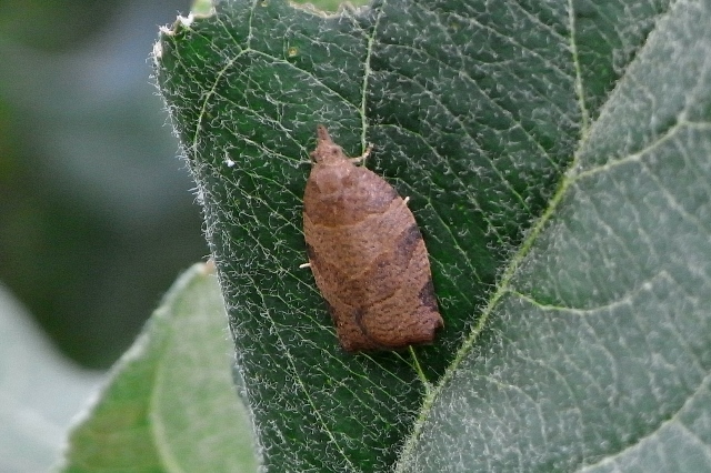 りんごの害虫 | 地方独立行政法人 青森県産業技術センター