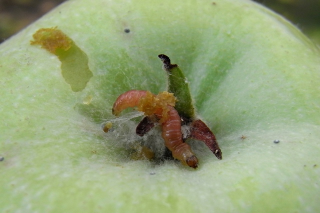 りんごの害虫 | 地方独立行政法人 青森県産業技術センター