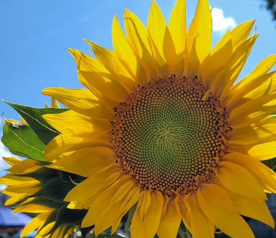 ひまわりプロジェクトに賛同して下さった方々の声 – 認定NPO法人 ADRA