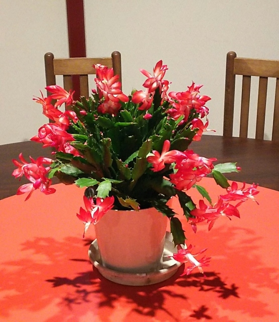 デンマークカクタス | 花を咲かそう | アグリス（JAあいち知多）