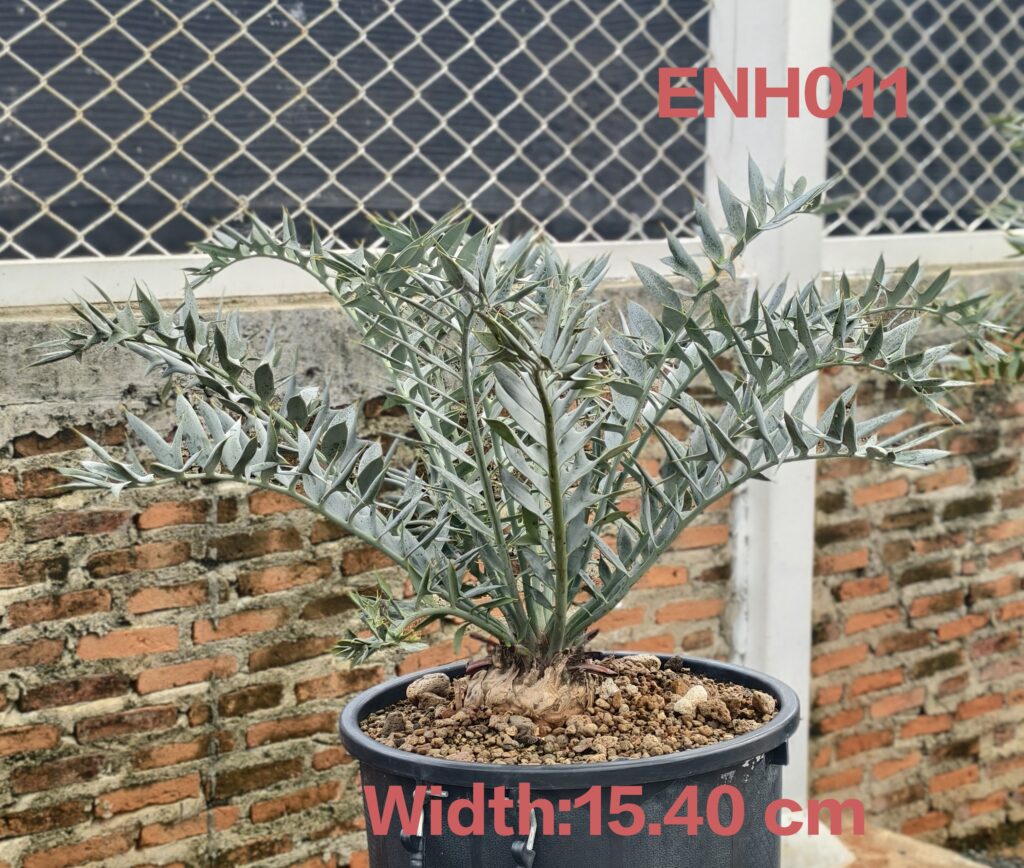 エンセファラルトス・ホリダス | AHEAD Thailand