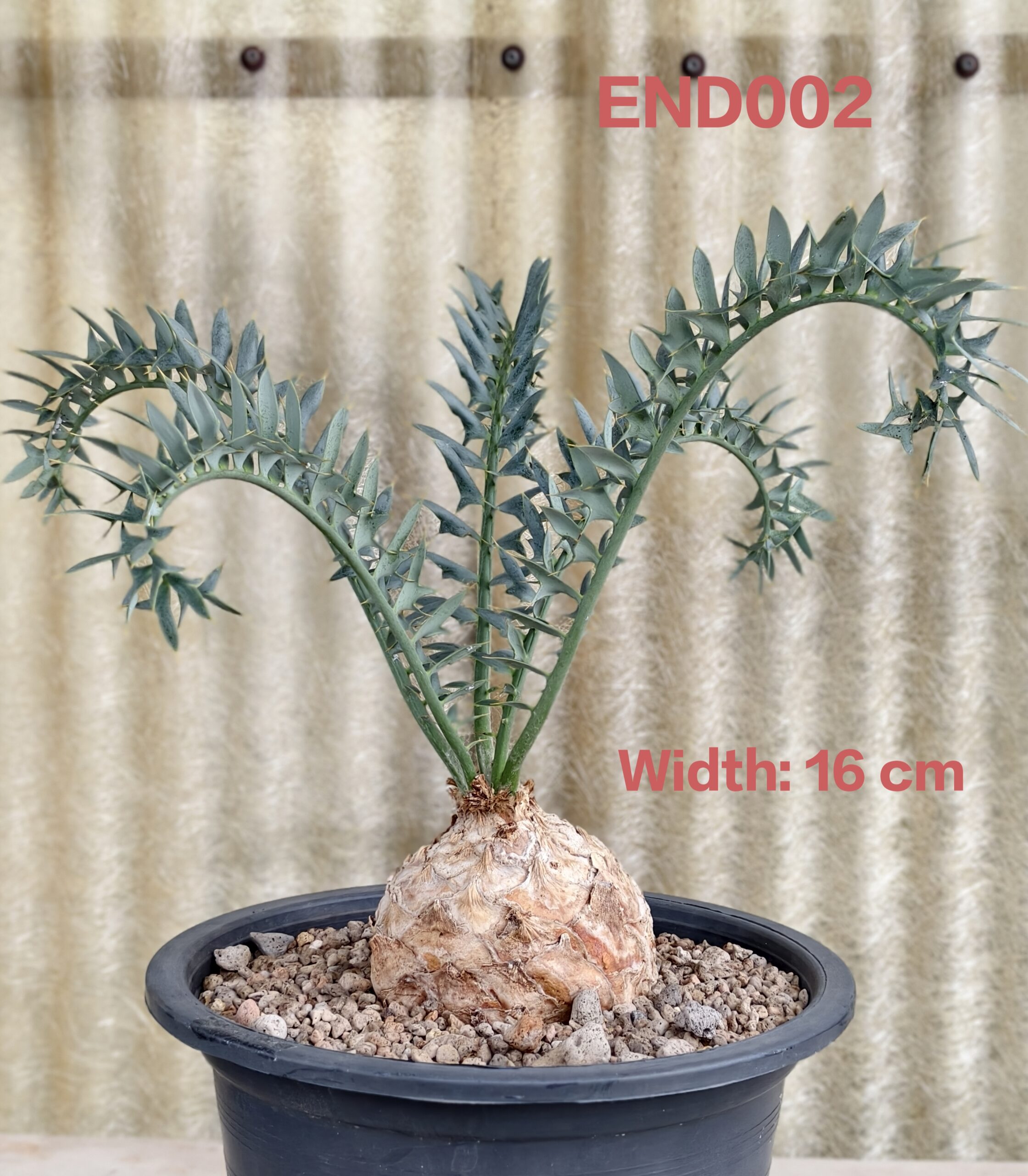 エンセファラルトス・ホリダス | AHEAD Thailand