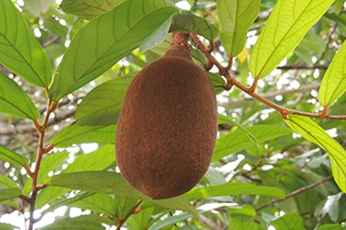 ALBION ECLAFUTUR t 60 KIT – Albion Garden