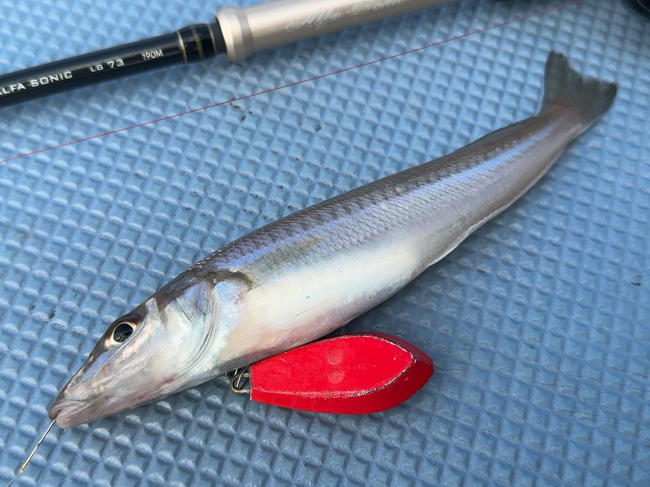 トップ | alphatackle 船の達人 テンヤ真鯛 240アルファタックル