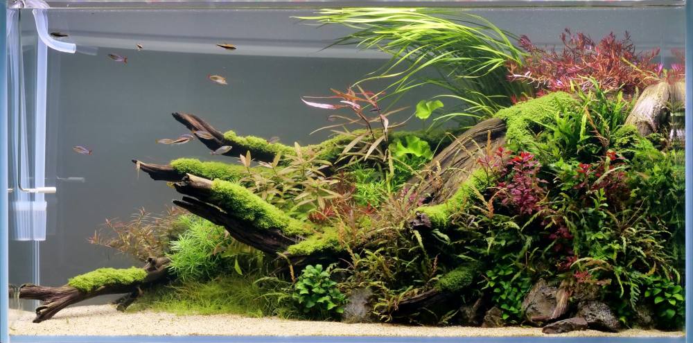 水草用ライトの決定版。アクロLEDライトの違いを知る徹底比較