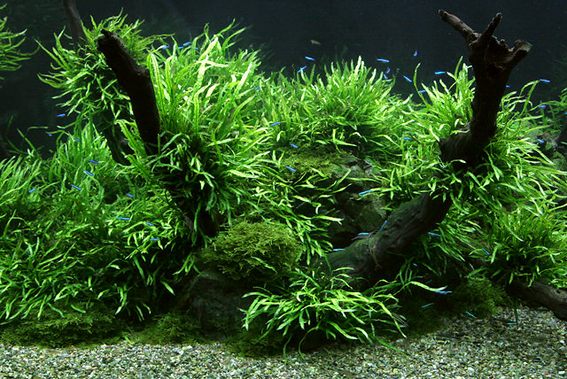 ミクロソリウムの世界 | AQUALASSIC